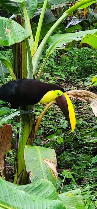 Rainforest & Hot Springs (Arenal)