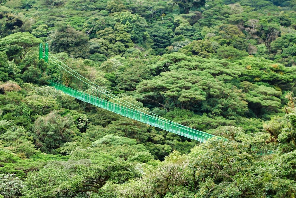 Monteverde Hanging Bridges and Coffee Tour