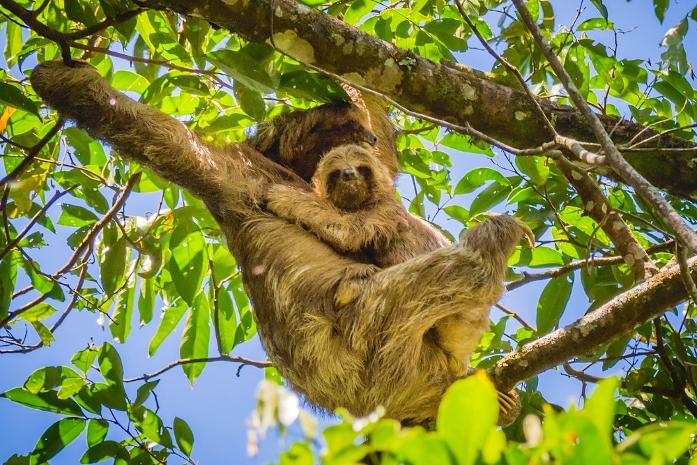 Sloth Adventure Tour in Guanacaste