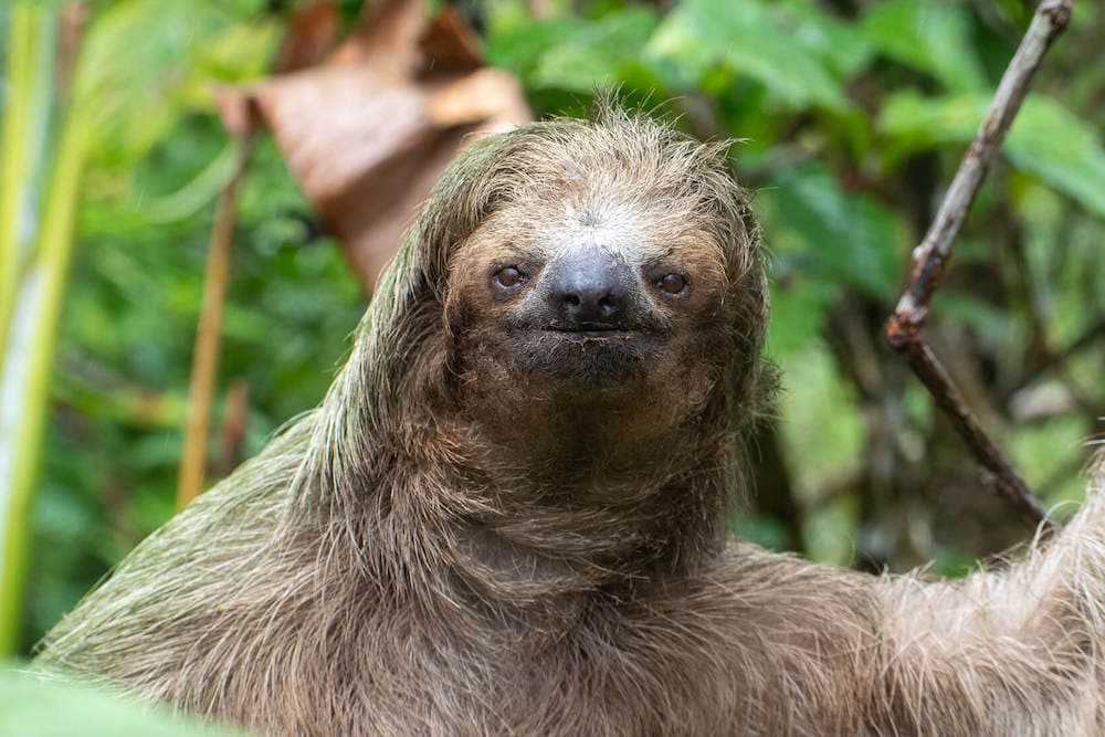  Sloth Adventure & Chocolate tour