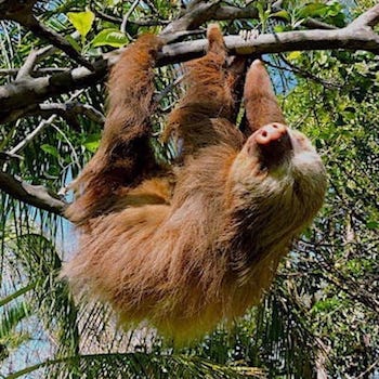 Sloth Adventure Tour in Guanacaste Costa Rica
