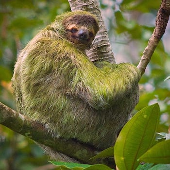 Sloth Adventure