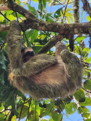Sloth Adventure with Mardigi Tours 7